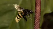 ¿Dónde vivirán las abejas en 44 años? Estudiante de la Javeriana Cali gana la beca Colombia Biodiversa para descubrirlo