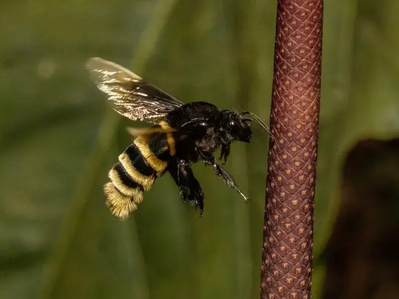 ¿Dónde vivirán las abejas en 44 años? Estudiante de la Javeriana Cali gana la beca Colombia Biodiversa para descubrirlo